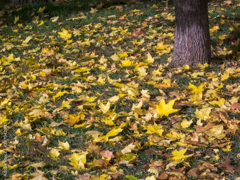Autumn time. Fallen leaves lie on the ground Autumn time. Fallen leaves lie on the ground