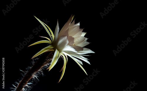 Fototapeta Naklejka Na Ścianę i Meble -  White color with fluffy hairy of Cactus flower on black background