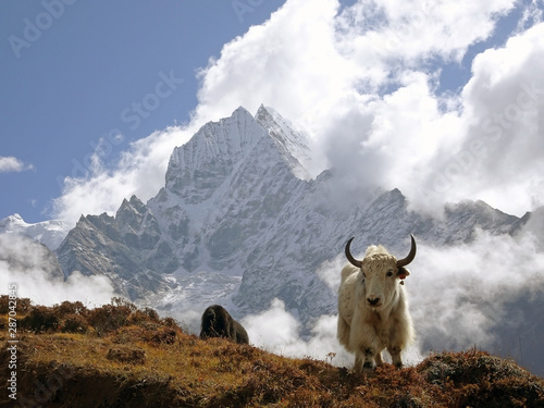 Yak in the Himalayas photo