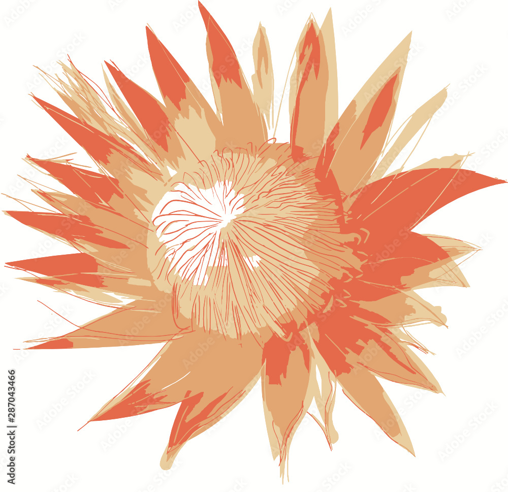 flower on white background flower on white background