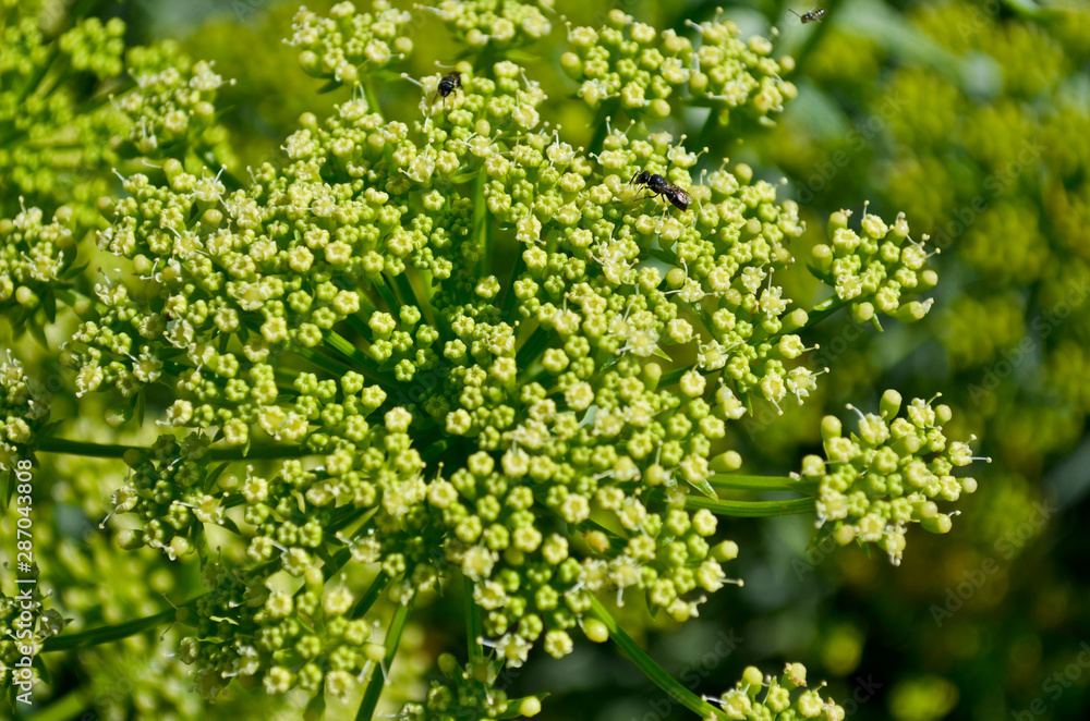 Detail of small green flowers with some insects on top Detail of small green flowers with some insects on top