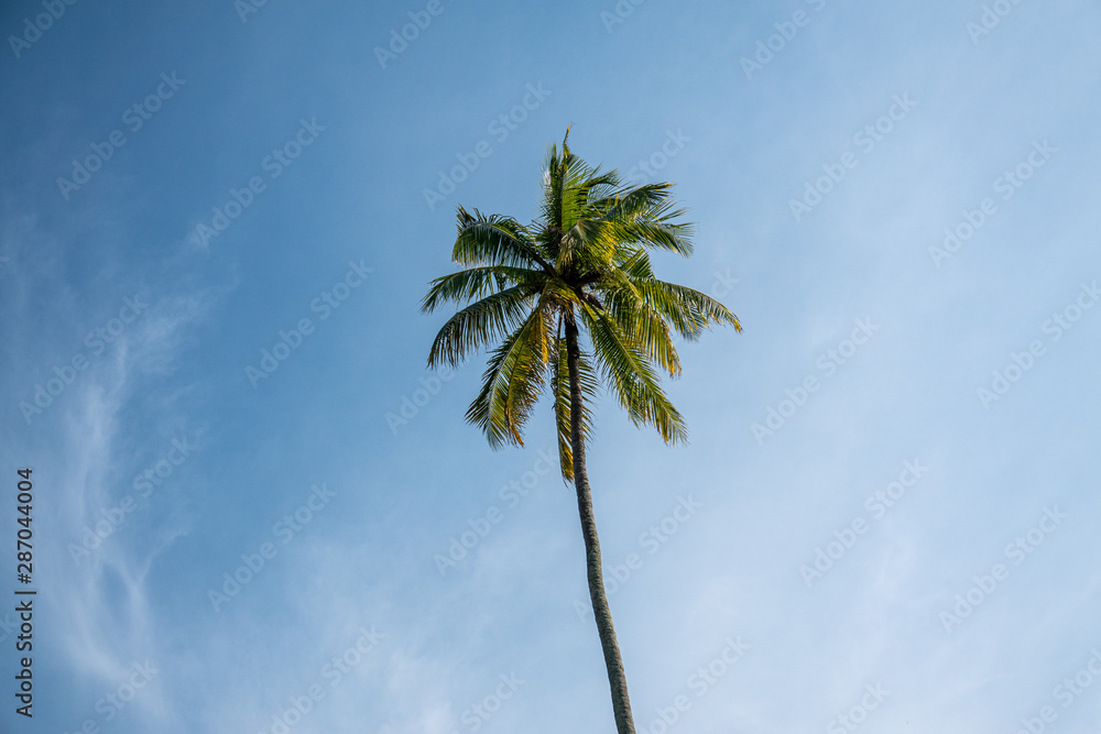 Obraz premium Palm Tree