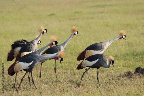 Crown cranes group, Masai Mara National Park, Kenya.