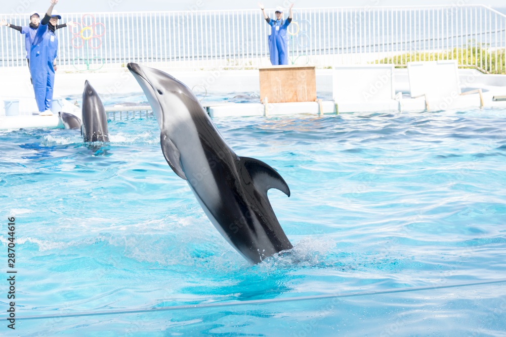 Obraz premium イルカショー