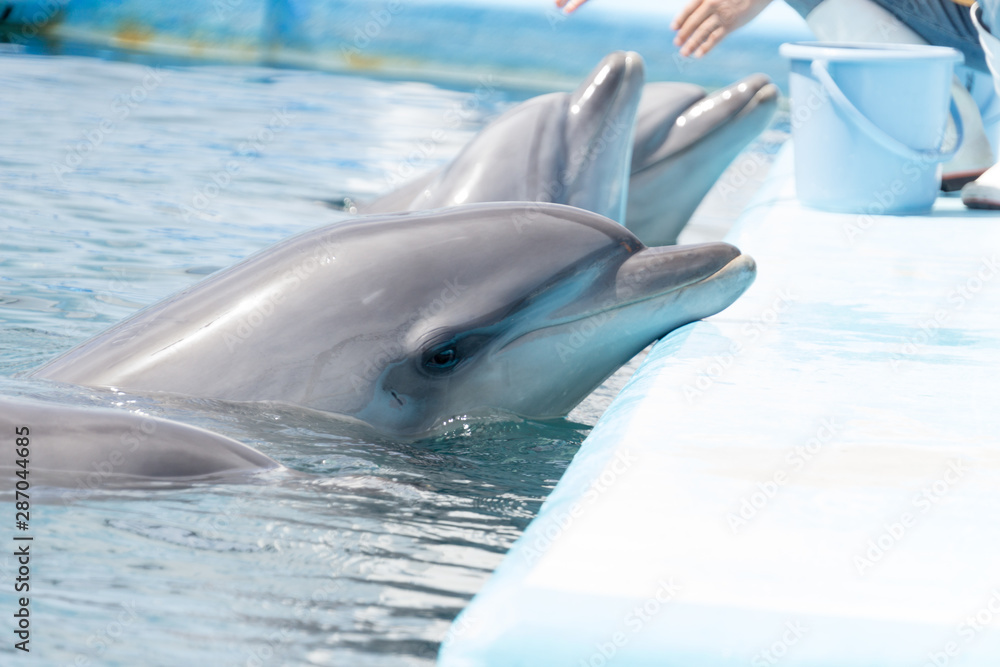 Obraz premium イルカショー