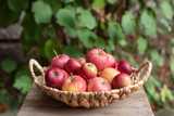 basket of ripe tasty apples on a garden background