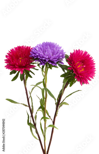 aster flowers isolated