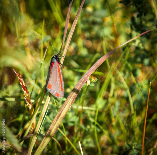 A square format image of a Cinnabar moth, Tyria jacobaeae, resting on a grass stem in the summer sunshine