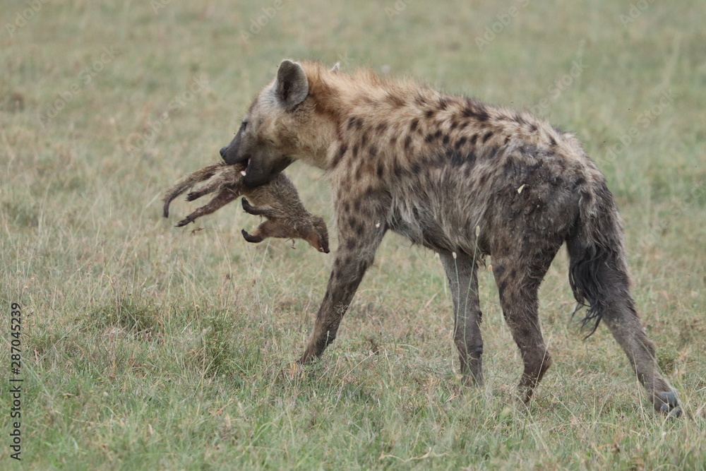 Spotted hyena with a banded mongoose, Masai Mara National Park, Kenya.