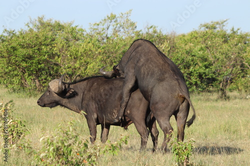 Mating cape buffalos  Masai Mara National Park  Kenya.