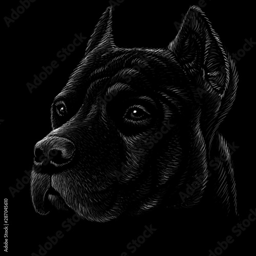 The Vector logo dog  or wolf  for tattoo or T-shirt design or outwear.  Cute print style dog  or wolf  background.