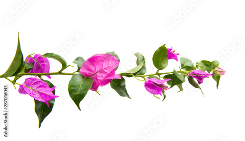 Bougainvillea isolated