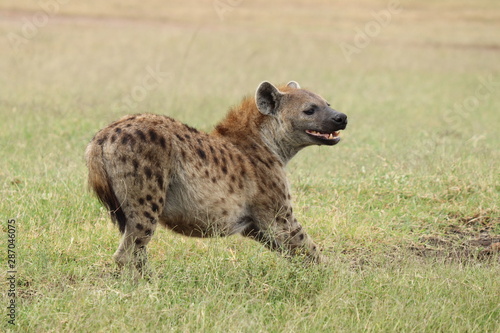 Spotted hyena stretching, Masai Mara National Park, Kenya.