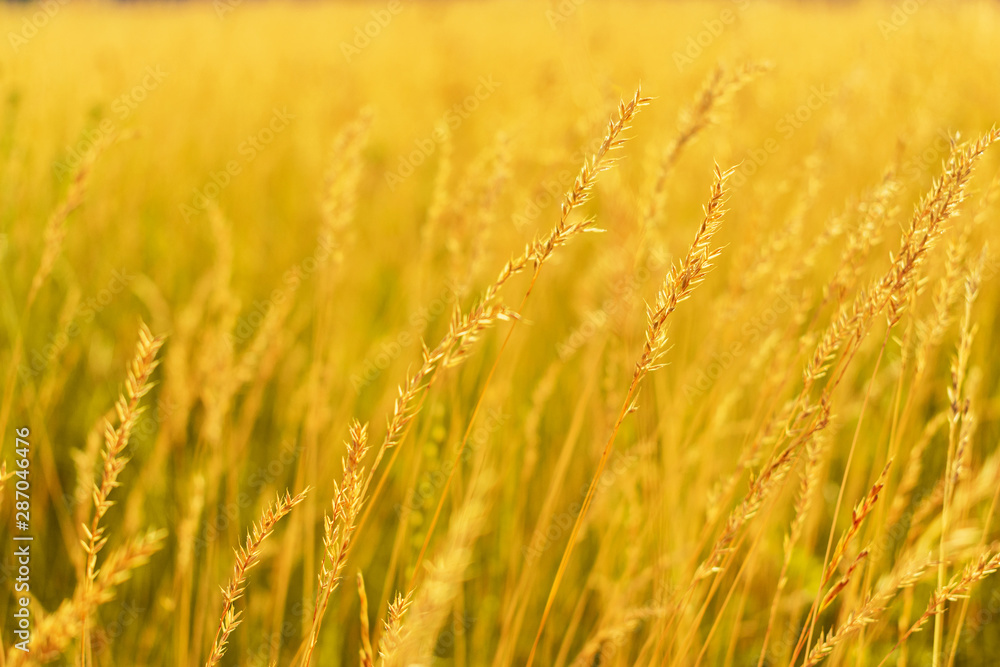 Yellow grass at sunrise, texture, defocus, abstract natural background Yellow grass at sunrise, texture, defocus, abstract natural background
