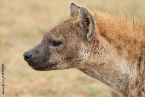 Spotted hyena face, Masai Mara National Park, Kenya.