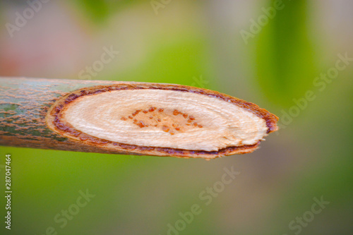 slice of apple pie