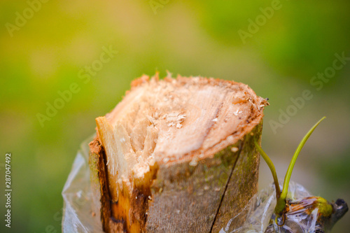 slice of bread with salmon