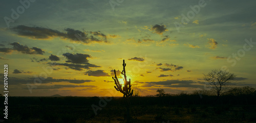 Tableau sur toile paisagem do nordeste sertao