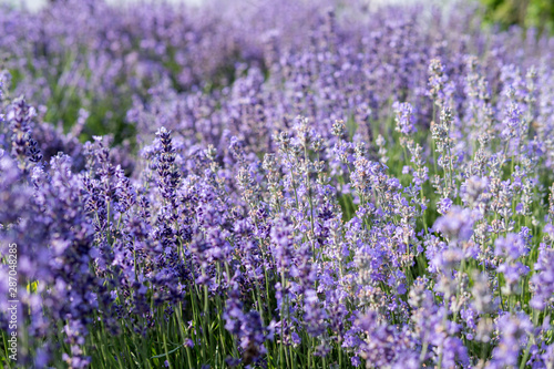 Fototapeta Naklejka Na Ścianę i Meble -  lavender flowering plant