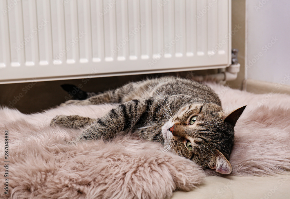 Cute tabby cat on faux fur rug near heating radiator indoors - obrazy, fototapety, plakaty 