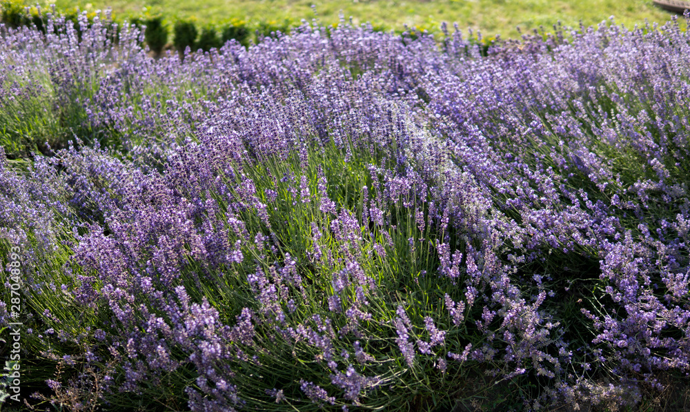 Obraz premium lavender flowering plant