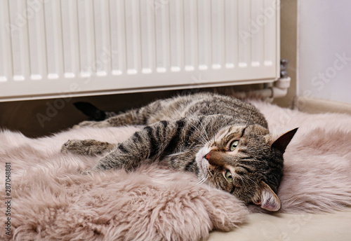 Foto Cute tabby cat on faux fur rug near heating radiator indoors