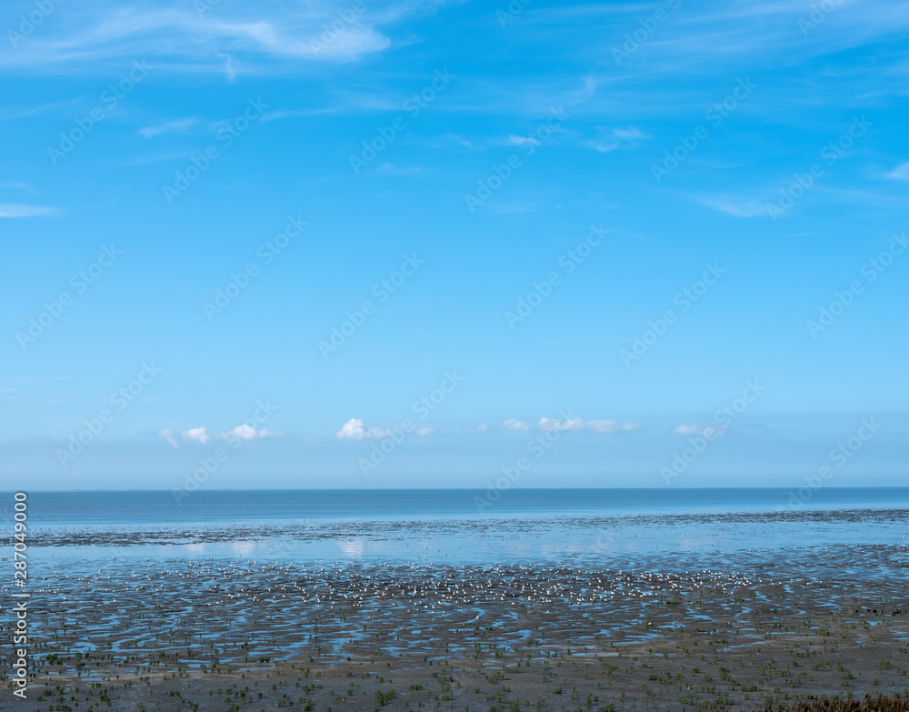 low tide attracks lots of birds on the waddenzee in the north of dutch province friesland