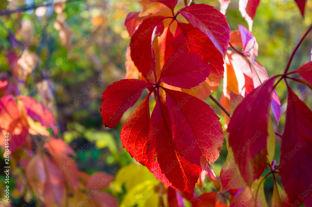 Autumn landscape on a Sunny day - bright red leaves of wild grapes
