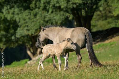 Une jument tarpan ou Konik polski de profil  avec son poulain au printemps.