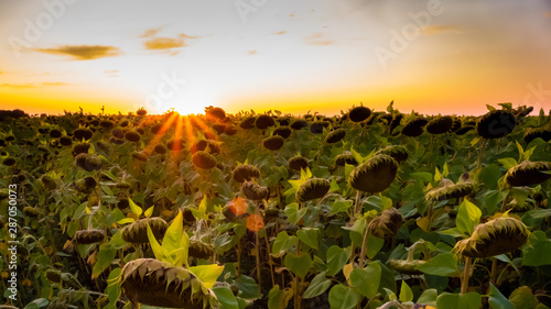 field of sunflowers