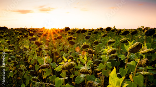 field of sunflowers
