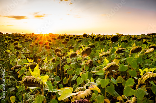 sunflowers at sunset