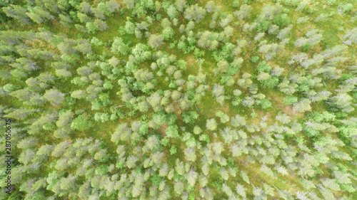 Aerial view of green conifer treetops in forest. Lapland