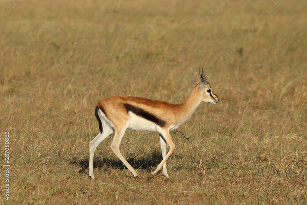 Thomson's gazelle, Masai Mara National Park, Kenya. Thomson's gazelle, Masai Mara National Park, Kenya.