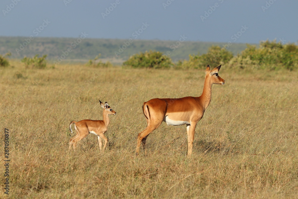Impala mom and her calf, Masai Mara National Park, Kenya. Impala mom and her calf, Masai Mara National Park, Kenya.
