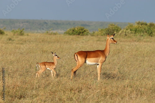 Impala mom and her calf  Masai Mara National Park  Kenya.