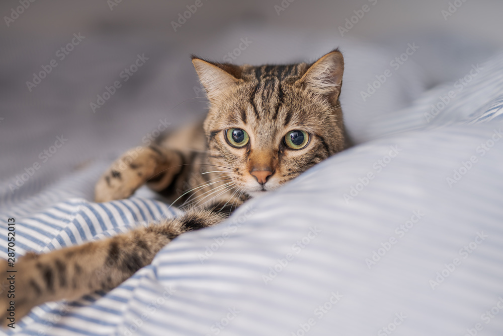Beautiful short hair cat lying on the bed at home