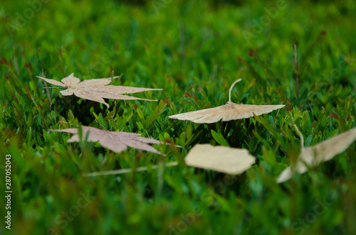 A dried ginkgo leaves and maple tree leaves on green grass