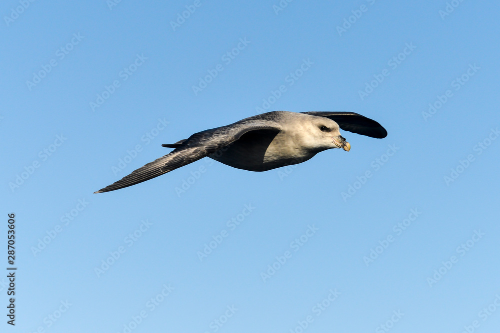 Fulmar boréal, Pétrel fulmar, .Fulmarus glacialis, Northern Fulmar Fulmar boréal, Pétrel fulmar, .Fulmarus glacialis, Northern Fulmar
