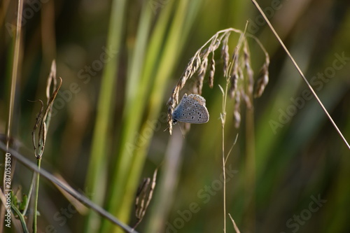 Wallpaper Mural Common Blue Torontodigital.ca