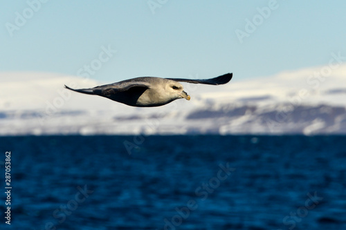 Fulmar bor  al   P  trel fulmar  .Fulmarus glacialis  Northern Fulmar  Spitzberg