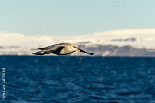 Fulmar bor  al   P  trel fulmar  .Fulmarus glacialis  Northern Fulmar  Spitzberg