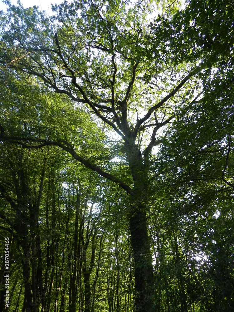 Fototapeta premium arbres