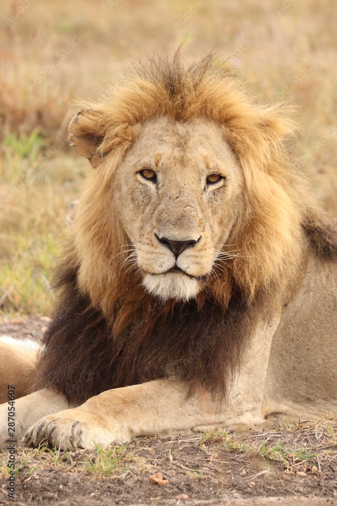 Lion face closeup, Masai Mara National Park, Kenya.