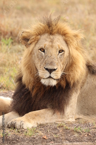 Lion face closeup  Masai Mara National Park  Kenya.