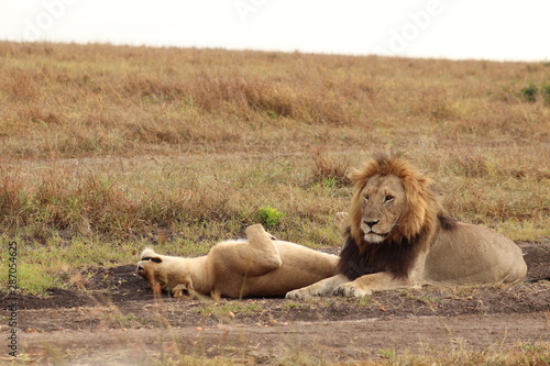 Lion and lioness resting  Masai Mara National Park  Kenya.