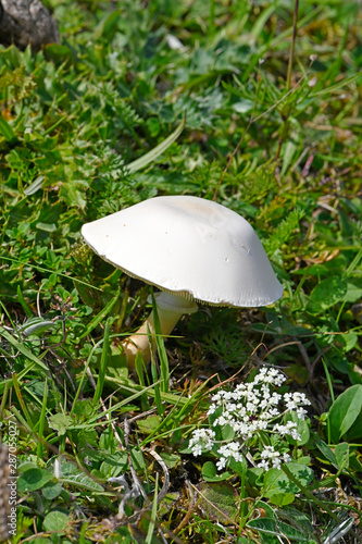 weißer Pilz auf einer Wiese photo