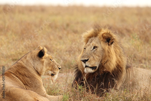 Lion and lioness faces  Masai Mara National Park  Kenya.