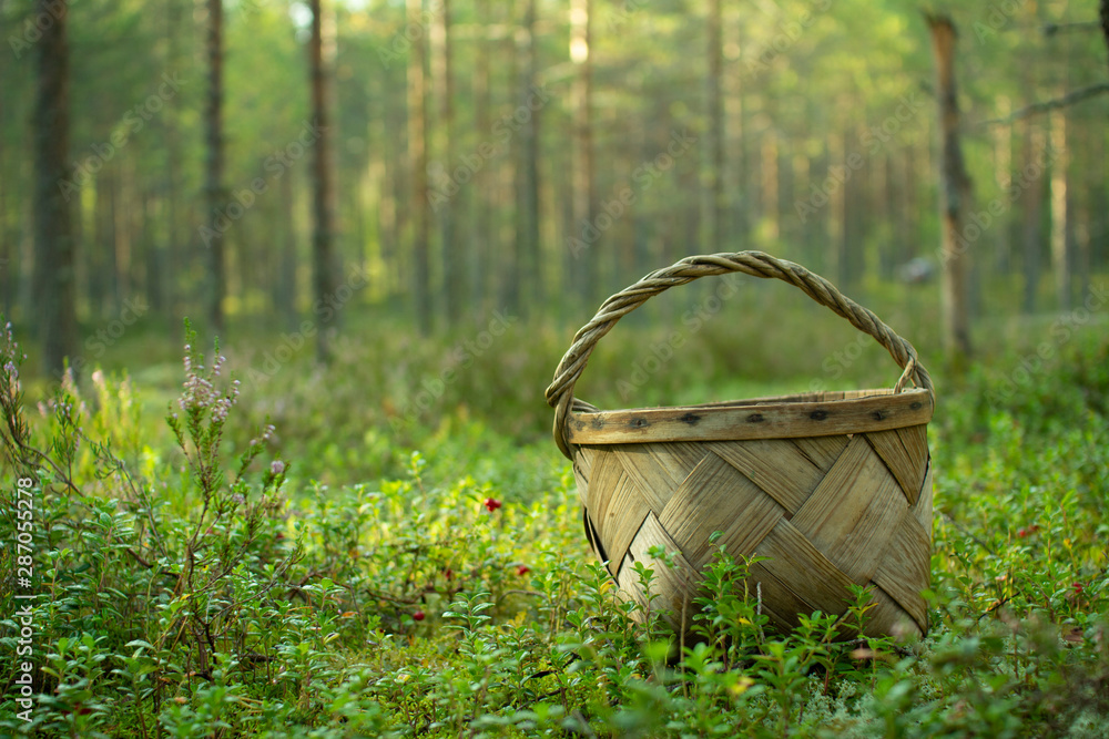 Basket for picking mushrooms and berries. Basket for picking mushrooms and berries.