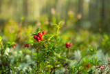 Cranberries in the woods.Ripe red cowberry grows in a pine forest on the moss.